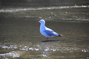 浅滩上的单只海鸥