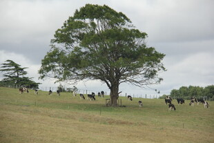 草原孤树下的牛群景象