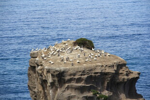 悬崖上的群鸟栖息景观