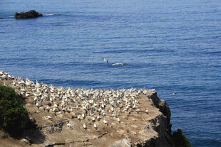 海崖上的群鸟景观