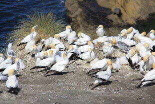 海鸟群聚于岩石海岸