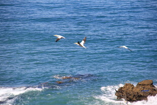 海鸟翱翔于蔚蓝大海之上