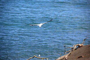 海面上飞翔的白色海鸟