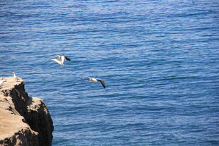 海边岩石旁飞翔的海鸟