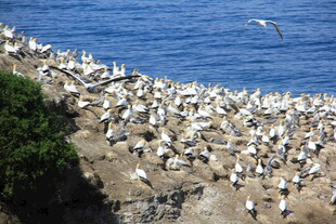 海崖上聚集的大量海鸟