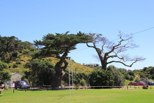 户外绿茵上的伞状大树