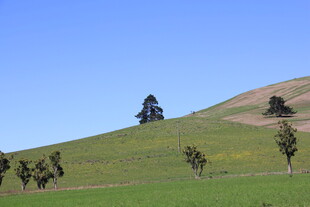 山坡绿树蓝天美景