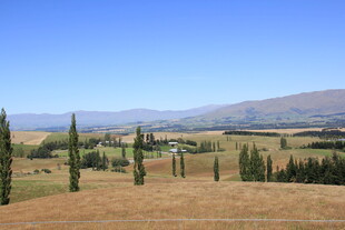 田园风光中的挺拔树木