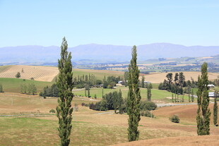 田园风光中的挺拔树木