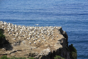 悬崖上的海鸟群