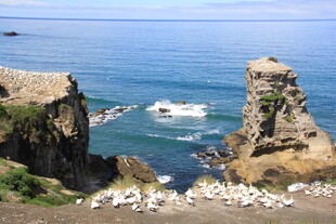 海岸边岩石上的群鸟景观