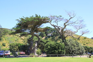 户外大树下的休闲场景