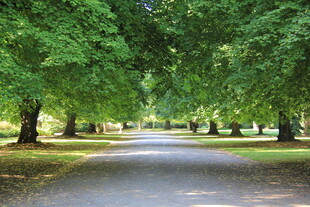 林荫大道绿意盎然