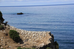 悬崖边的海鸟群
