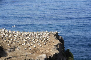 悬崖上的海鸟群