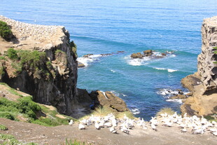 海岸边群鸟栖息壮丽景观