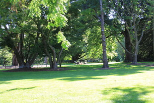 阳光照耀下的绿意盎然草地