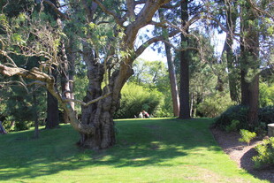 静谧林间草地景观