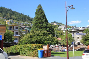 小镇街边的绿树与建筑