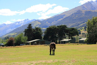 草原上的孤独马匹