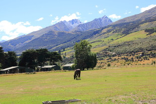山间草原上的悠然马匹