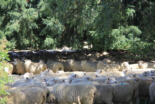 羊群在林间小道上行走