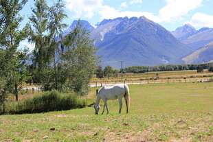 草原上的白马与远山风景