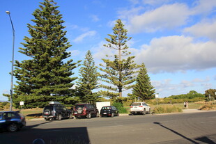 户外停车场旁的高大松树