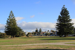 户外开阔绿地与挺拔树木