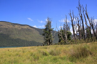 枯树与草原的自然景致