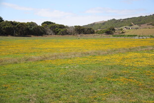 金黄花海铺展于绿野间
