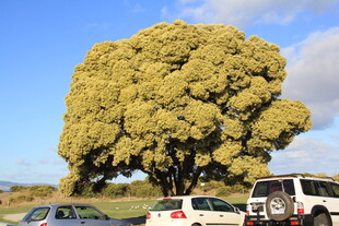 巨大繁茂树木下停放的车辆