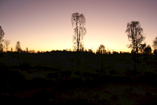 黄昏下的枯树与原野