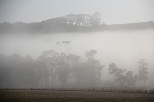 晨雾中的田野与稀疏树木