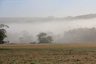 晨雾笼罩的开阔田野