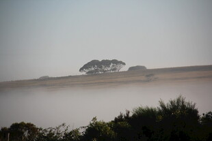 晨雾中的原野与孤树