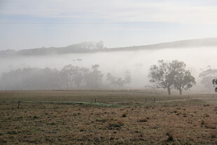 田野晨雾中的孤独树木