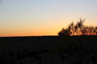 夕阳下的田野与树木