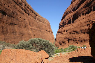 红色峡谷中的绿植景观