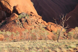 红色山峦旁的枯树景观