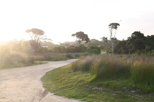 阳光照耀下的林间小路