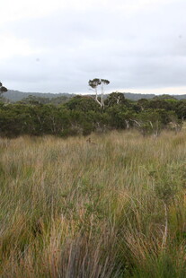 广袤草地与远处孤树景观