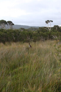 野外草地中的动物景象