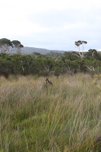 草原上的野生动物