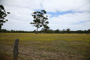 广袤田野与孤树景色