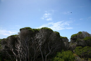 荒野枯树与蓝天景观