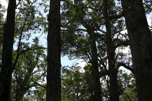 茂密森林中的高大树木