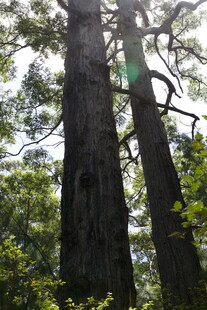 高大挺拔的森林树木