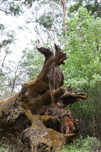 森林中奇特的老树桩