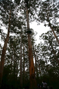 仰视茂密森林中的高大树木